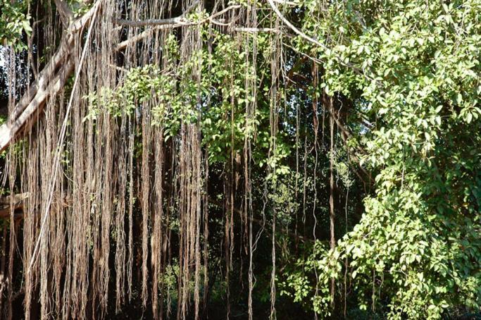 Nirvana Hermitage Anjuna Ngoại thất bức ảnh